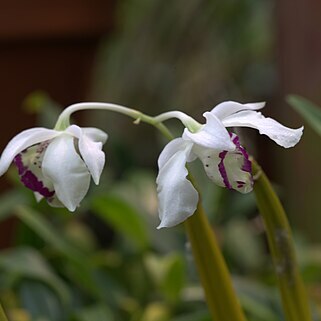 Dendrobium rhodostictum unspecified picture