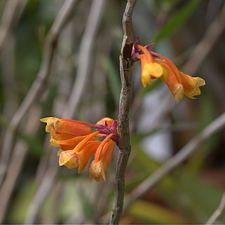 Dendrobium subclausum unspecified picture