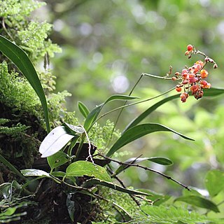 Cyrtochilum rhodoneurum unspecified picture