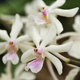 Holcoglossum amesianum unspecified picture