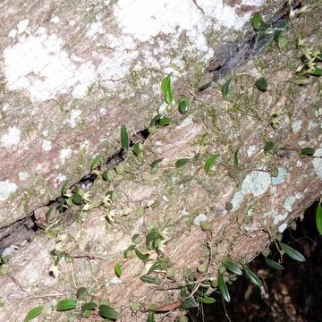 Bulbophyllum exiguum unspecified picture