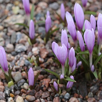 Colchicum serpentinum unspecified picture