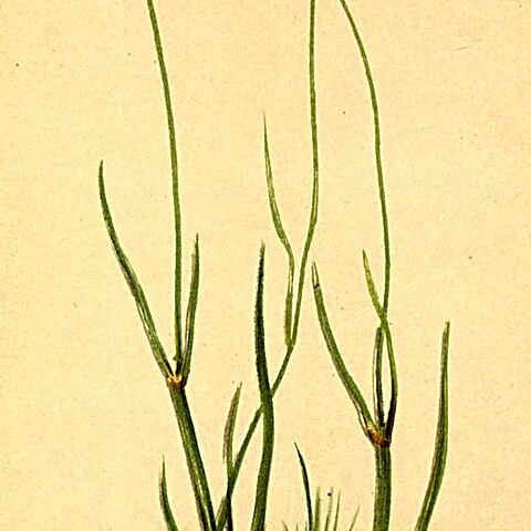 Juncus triglumis unspecified picture