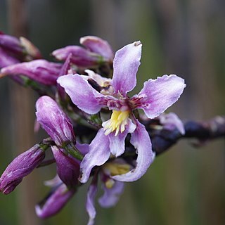 Cyrtochilum ramosissimum unspecified picture