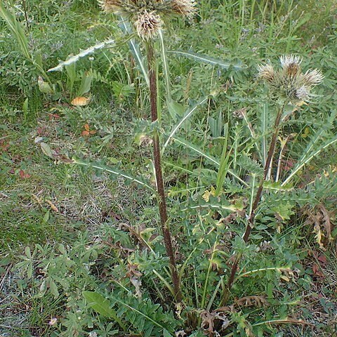 Cirsium clavatum unspecified picture