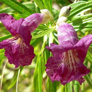 Bignoniaceae unspecified picture