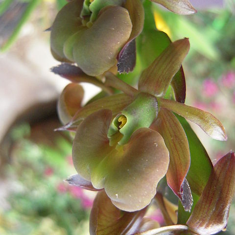 Epidendrum coriifolium unspecified picture