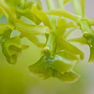 Epidendrum erectifolium unspecified picture