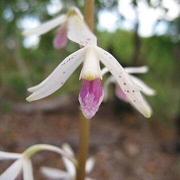 Dipodium stenocheilum unspecified picture