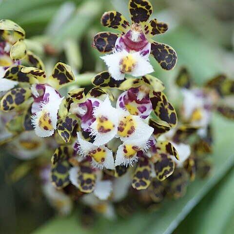 Gastrochilus bellinus unspecified picture