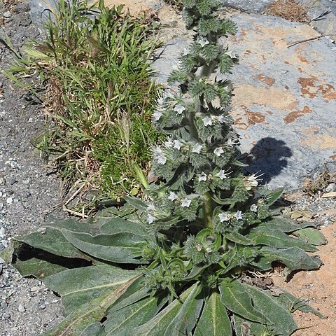 Echium italicum subsp. biebersteinii unspecified picture