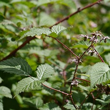 Rubus pedunculosus unspecified picture