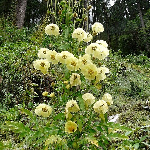 Meconopsis autumnalis unspecified picture