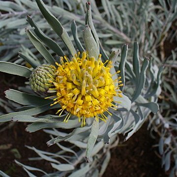 Leucospermum tomentosum unspecified picture