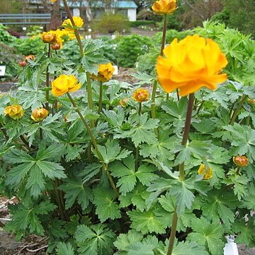 Trollius altaicus unspecified picture