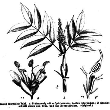 Humboldtia laurifolia unspecified picture