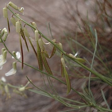 Astragalus lonchocarpus unspecified picture