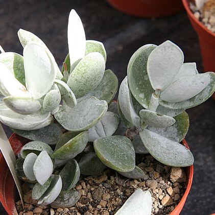 Adromischus leucophyllus unspecified picture