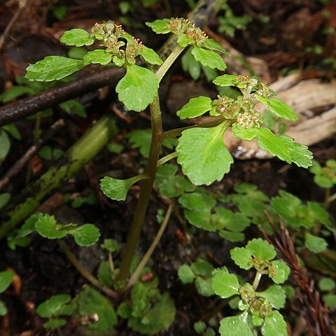 Chrysosplenium kamtschaticum unspecified picture