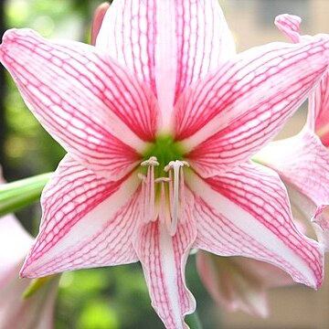 Hippeastrum reticulatum unspecified picture