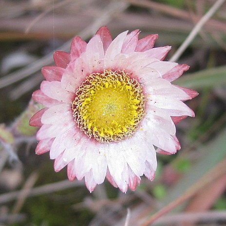 Helichrysum adenocarpum unspecified picture