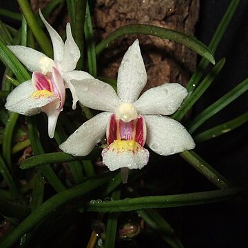 Holcoglossum flavescens unspecified picture