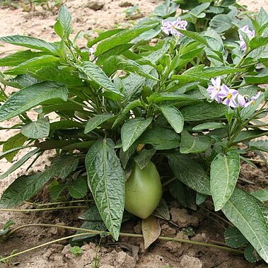 Solanum muricatum unspecified picture