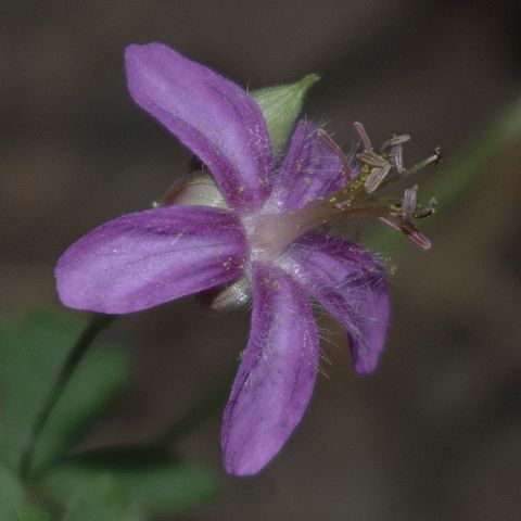 Geranium caespitosum unspecified picture