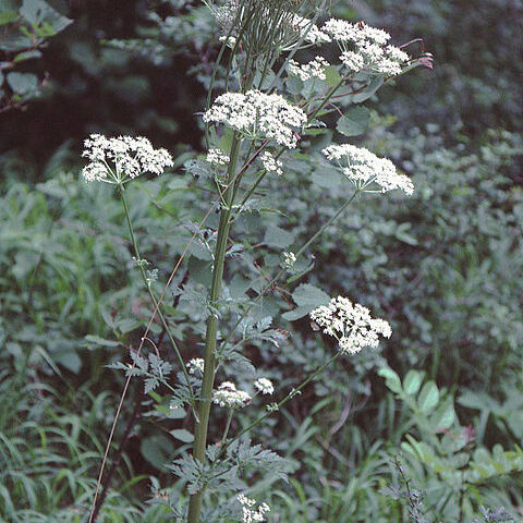 Pleurospermum unspecified picture