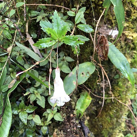 Lysionotus pauciflorus unspecified picture