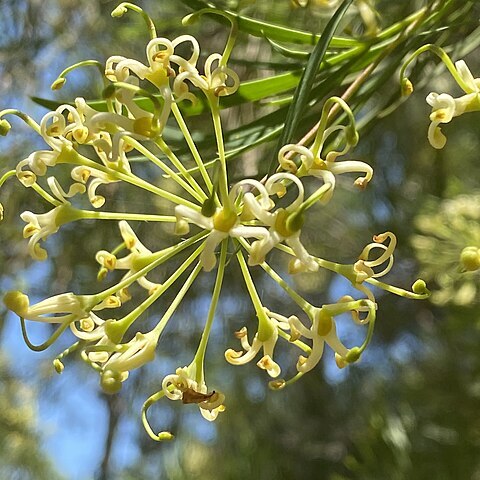 Stenocarpus angustifolius unspecified picture