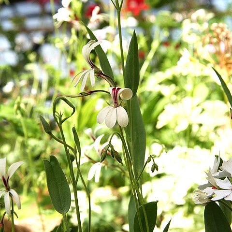 Pelargonium lanceolatum unspecified picture