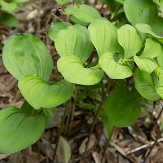 Polygonatum cryptanthum unspecified picture