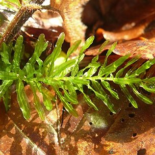 Mniaceae unspecified picture