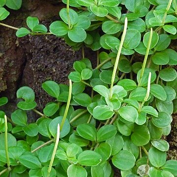 Peperomia trifolia unspecified picture