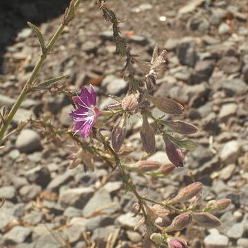 Malesherbia linearifolia unspecified picture