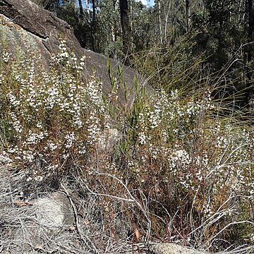 Boronia anethifolia unspecified picture