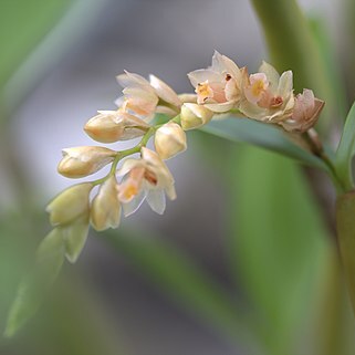 Pholidota articulata unspecified picture