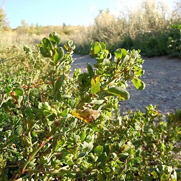 Polygonum achoreum unspecified picture