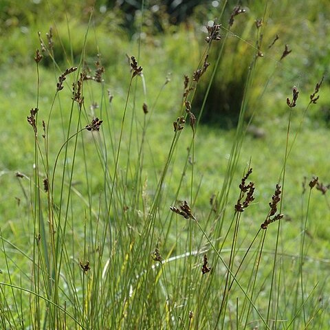 Juncus imbricatus unspecified picture