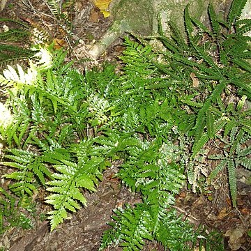 Asplenium lamprophyllum unspecified picture