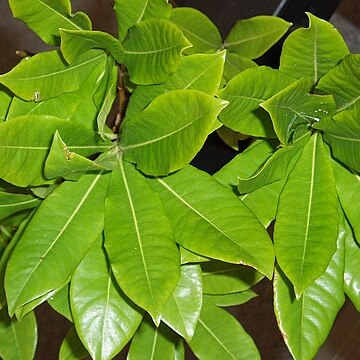 Pittosporum bracteolatum unspecified picture