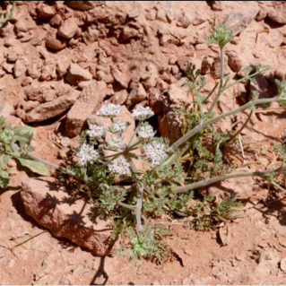 Daucus biseriatus unspecified picture