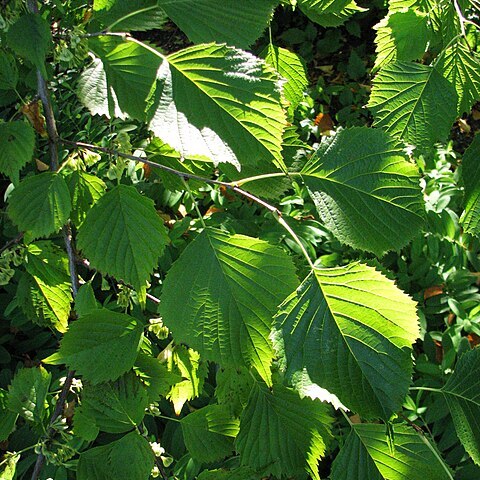 Euptelea pleiosperma unspecified picture