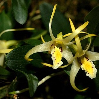 Dendrobium stelliferum unspecified picture