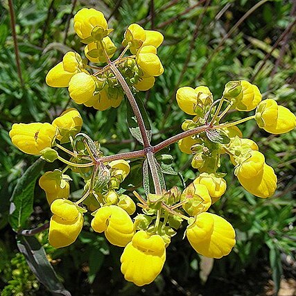 Calceolaria salicifolia unspecified picture