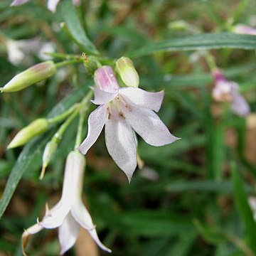 Billardiera sericophora unspecified picture