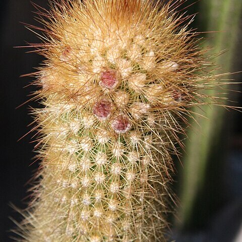 Pilosocereus aureispinus unspecified picture