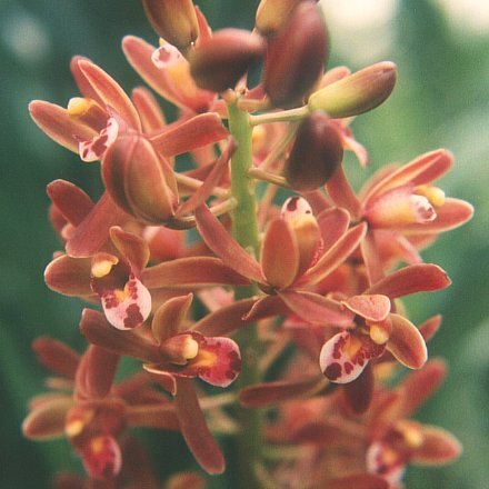 Cymbidium floribundum unspecified picture