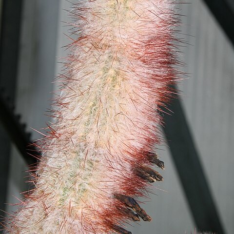 Micranthocereus violaciflorus unspecified picture